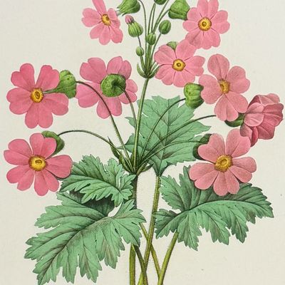 Sale Photo Thumbnail #118: Redoute, Choix - Chinese Primrose [Primula Sinensis]