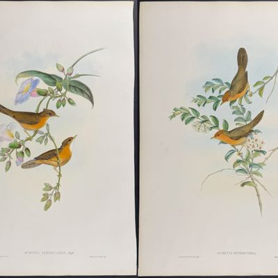 Sale Photo Thumbnail #102: Gould, Asia - Pair of Dumetia Lithographs
