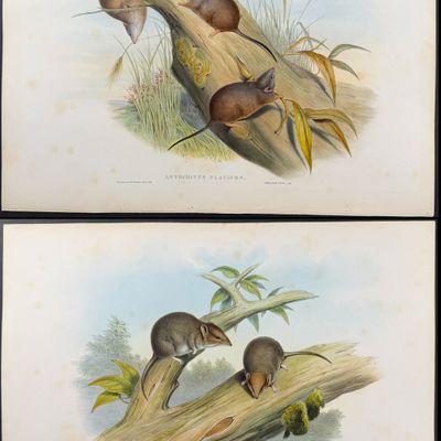 Sale Photo Thumbnail #5: Gould, Australia - 5 Rodent Lithographs: Rat, Mouse, Antechinus