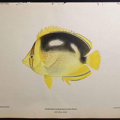 Sale Photo Thumbnail #18: Bien, Hawaii - Fourspot Butterflyfish [Chaetodon Quadrimaculatus]