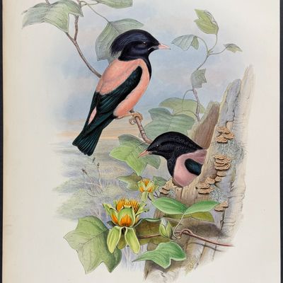 Sale Photo Thumbnail #97: Gould, Great Britain - Rose-coloured Pastor