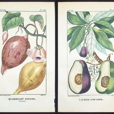 Sale Photo Thumbnail #91: Descourtilz - 4 Fruit or Vegetable Engravings (Avocado, Potato, Cocoa, Mangosteen)