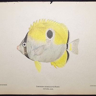 Sale Photo Thumbnail #19: Bien, Hawaii - Teardrop Butterflyfish [Chaetodon Unimaculatus]
