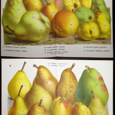 Sale Photo Thumbnail #85: Van Houtte - 5 Pear Prints