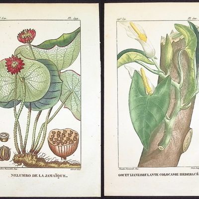 Sale Photo Thumbnail #90: Descourtilz - 6 Botanical Engravings