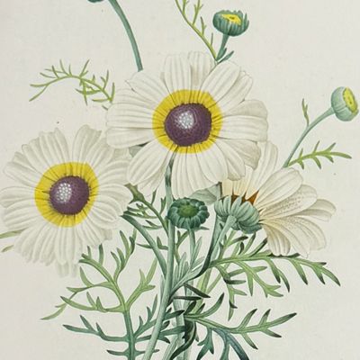 Sale Photo Thumbnail #119: Redoute, Choix - Tricolor Daisy [Chrysanthemum Carinatum]