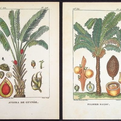 Sale Photo Thumbnail #88: Descourtilz - Pair of Palm Engravings
