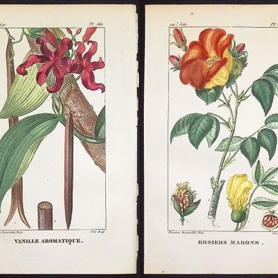 Sale Photo Thumbnail #89: Descourtilz - 4 Botanical Engravings (Vanilla, Rose)