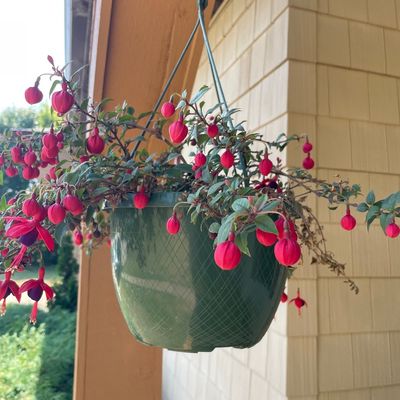 Sale Photo Thumbnail #330: Hanging plants
