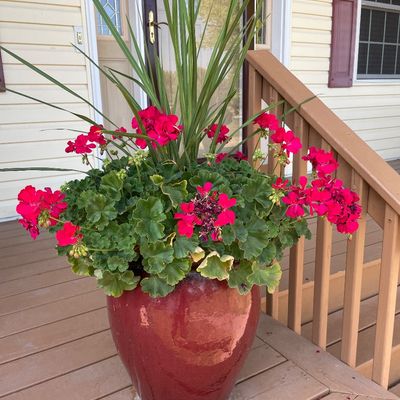 Sale Photo Thumbnail #331: 3 planters with flowering plants