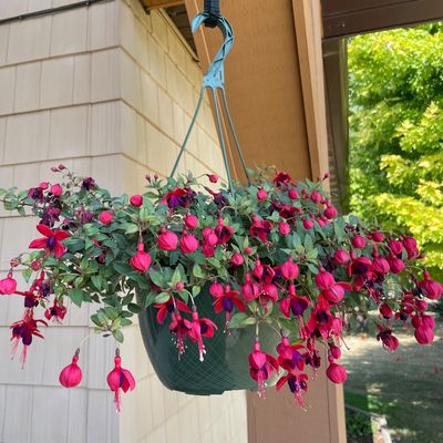 Sale Photo Thumbnail #329: Hanging plants