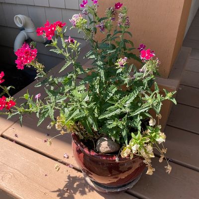 Sale Photo Thumbnail #333: 3 planters with flowering plants