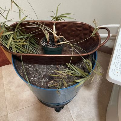 Sale Photo Thumbnail #235: Out and planter
