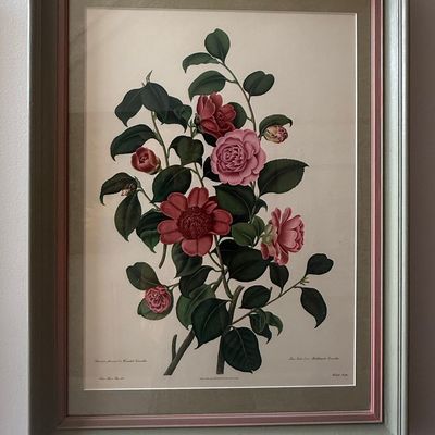 Sale Photo Thumbnail #484: Clara Maria Pope Botanical Print, Camellia, 1819 - 'Anemone flower'd, or Waratah Camellia'