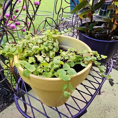 Sale Photo Thumbnail #850: Vintage Wrought Iron Flower Stand