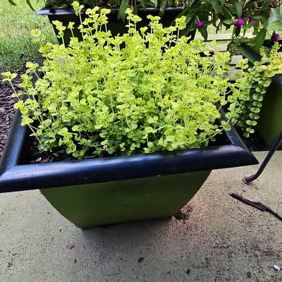 Sale Photo Thumbnail #855: Square Composite Resin Planter with Golden Creeping Jenny