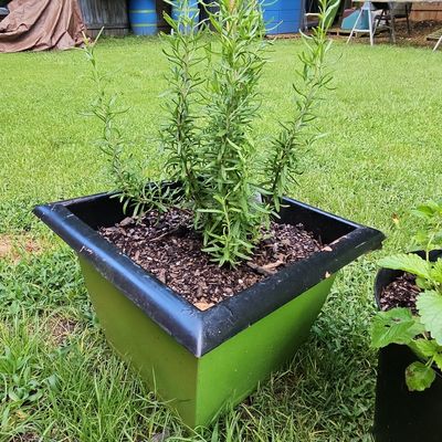 Sale Photo Thumbnail #859: Rosemary Plant in Square Resin Planter