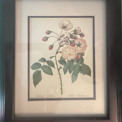 Sale Photo Thumbnail #534: Pierre-Joseph Redouté Botanical Print - Adélaïde d’Orléans Rose