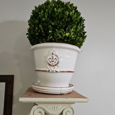 Sale Photo Thumbnail #823: French Anduze Style Ceramic Planter with Preserved Boxwood Topiary