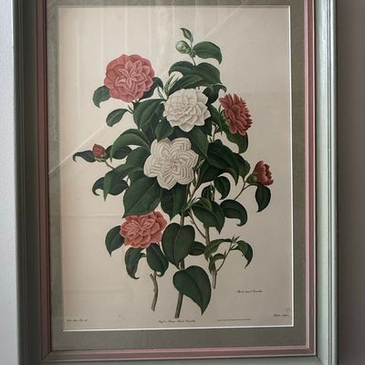 Sale Photo Thumbnail #479: Clara Maria Pope Botanical Print, Myrtle-leaved Camellia (1819)