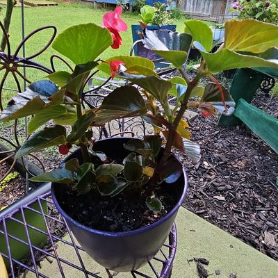 Sale Photo Thumbnail #864: Wax Begonia in Plastic Planter