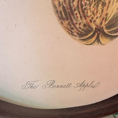 Sale Photo Thumbnail #548: Antique Botanical Apple Print of 'The Bennett Apple' in Oval Frame