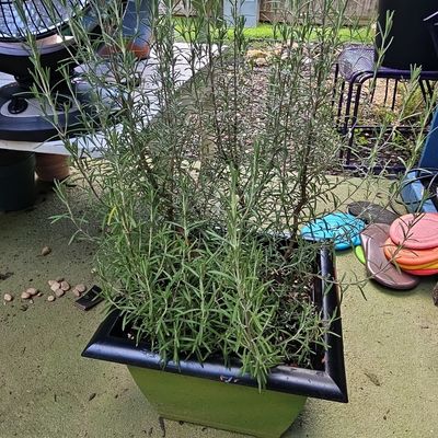 Sale Photo Thumbnail #857: Arp Rosemary Plant in Square Planter
