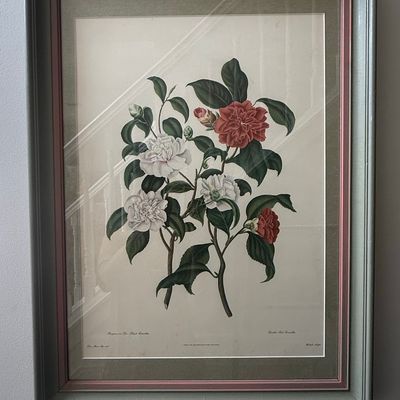 Sale Photo Thumbnail #475: Clara Maria Pope, Pompone or Kew Blush Camellia Botanical Print
