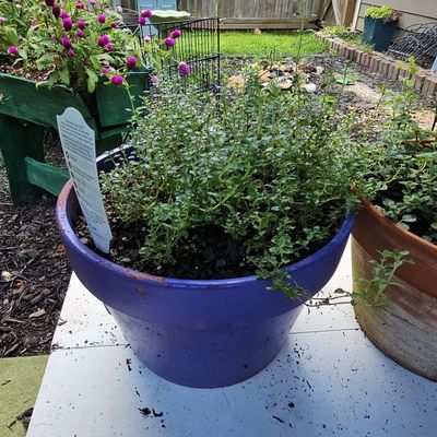 Sale Photo Thumbnail #861: Thyme Plant in Glazed Ceramic Garden Planter