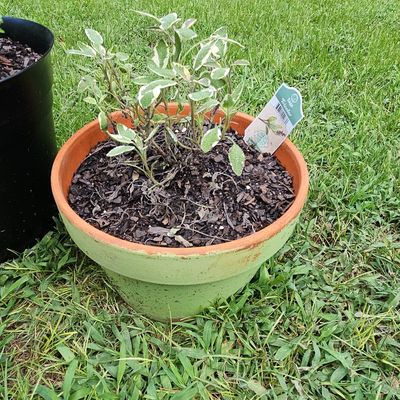 Sale Photo Thumbnail #863: Tricolor Sage (Salvia officinalis 'Tricolor') in Painted Terra Cotta Pot