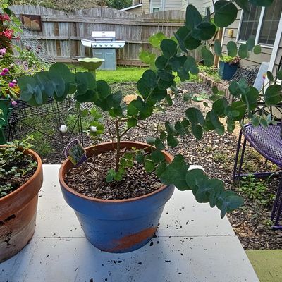 Sale Photo Thumbnail #858: Eucalyptus Cinerea 'Silver Dollar' Plant in Glazed Terracotta Pot