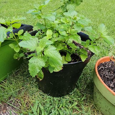Sale Photo Thumbnail #862: Lemon Balm (Melissa officinalis) Plant in 6-inch Pot