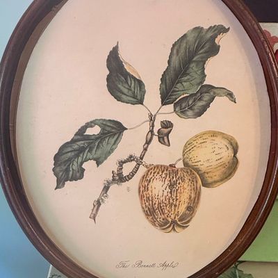 Sale Photo Thumbnail #547: Antique Botanical Apple Print of 'The Bennett Apple' in Oval Frame