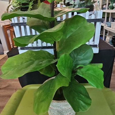 Sale Photo Thumbnail #819: Artificial Fiddle Leaf Fig Plant in Textured Pot