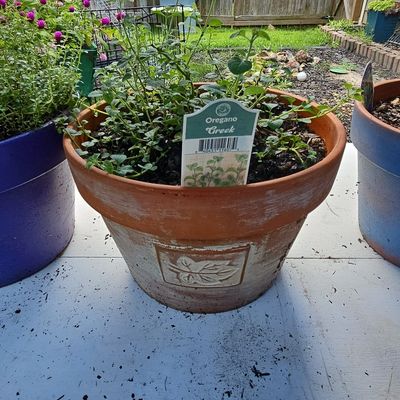 Sale Photo Thumbnail #860: Terracotta Planter with Greek Oregano