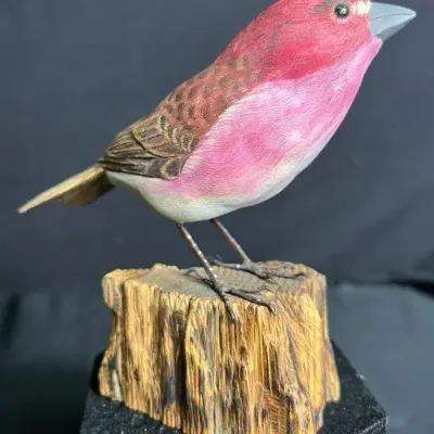 Purple Finch By D. Larson #5