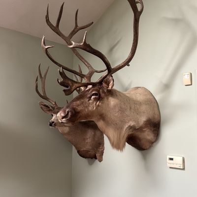 Sale Photo Thumbnail #3: Caribou