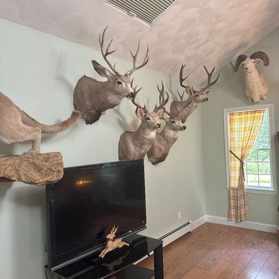 Sale Photo Thumbnail #31: Various deer mounts 