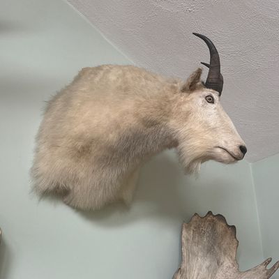 Sale Photo Thumbnail #28: Mountain goat