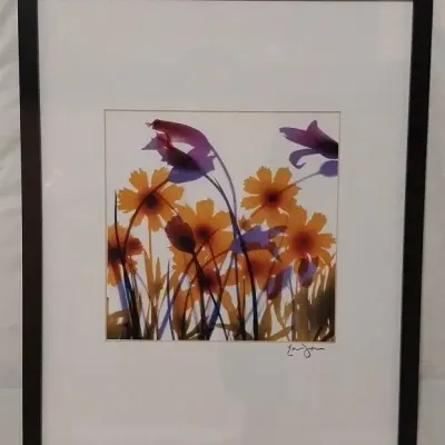 Photogram Botanical Illustration Untitled by Ethan Jantzen 