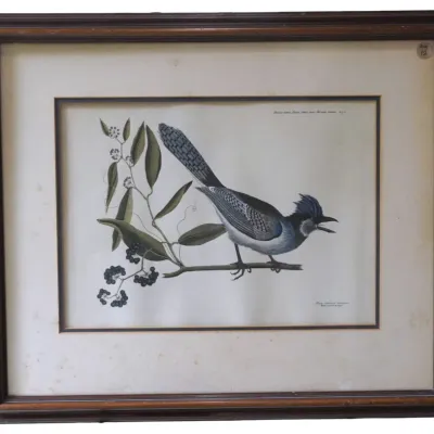 Sale Photo Thumbnail #70: MARK CATESBY CRESTED JAY LITHOGRAPH