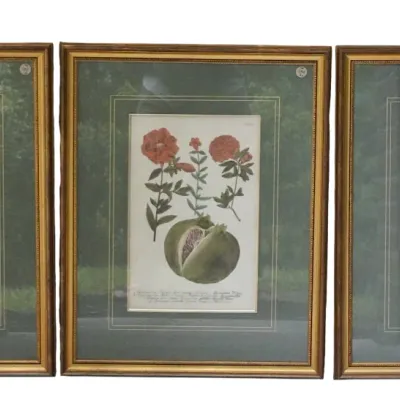 Sale Photo Thumbnail #198: 3 HAND COLORED c. 1737 MEZZOTINT BOTANICAL ENGRAVINGS