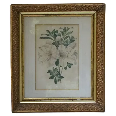 Sale Photo Thumbnail #125: FRAMED ANTIQUE BOTANICAL PRINT AZALEA INDICA VARIEGATA