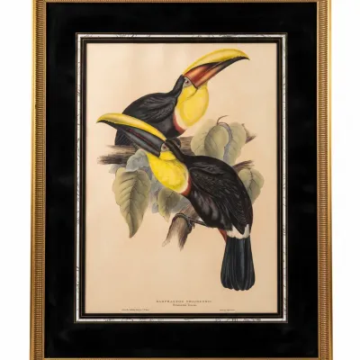 Sale Photo Thumbnail #57: EDWARD LEAR, "RAMPHASTOS CULMINATUS" JOHN GOULD 1835