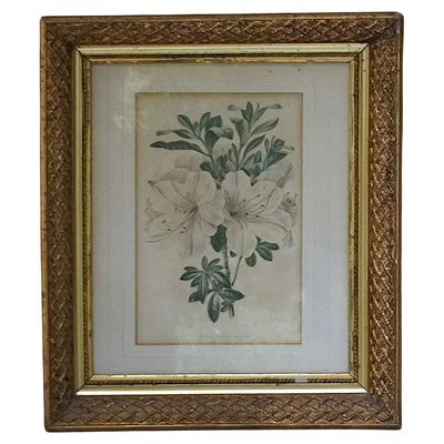 FRAMED ANTIQUE BOTANICAL PRINT AZALEA INDICA VARIEGATA