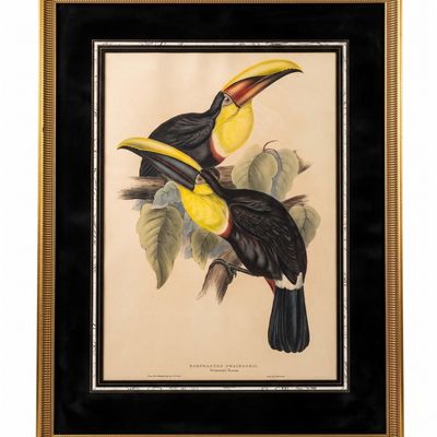 EDWARD LEAR, "RAMPHASTOS SWAINSONII" JOHN GOULD 1835