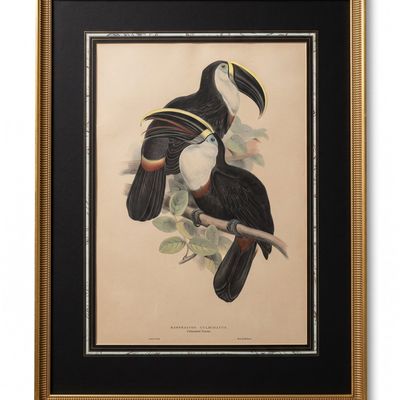 EDWARD LEAR, "RAMPHASTOS CULMINATUS" JOHN GOULD 1835