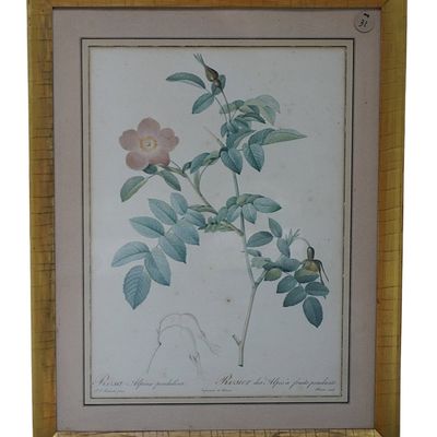 19th c REDOUTE BOTANICAL ENGRAVING ROSA ALPINA PENDULINA