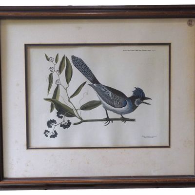 MARK CATESBY CRESTED JAY LITHOGRAPH