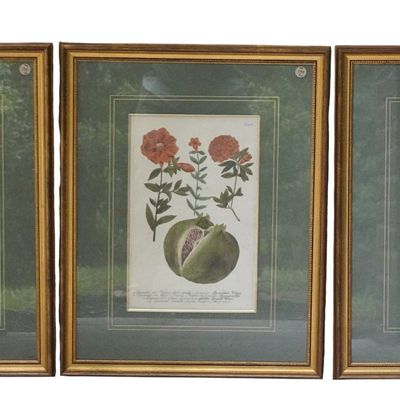3 HAND COLORED c. 1737 MEZZOTINT BOTANICAL ENGRAVINGS